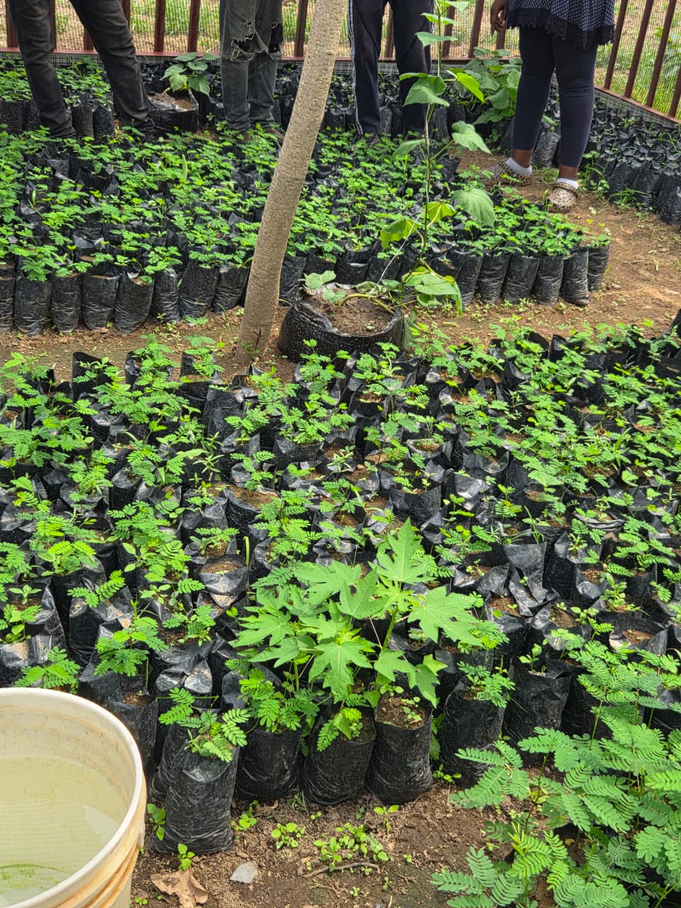 Regenerative Agriculture, Carbon Sequestration, and Livelihood Program — photo 3