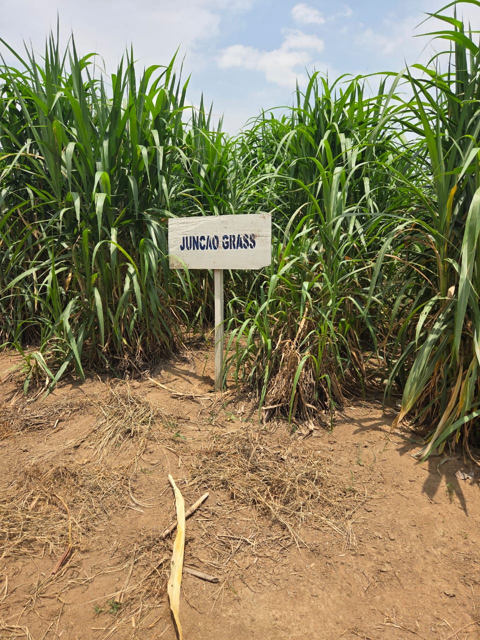 Regenerative Agriculture, Carbon Sequestration, and Livelihood Program — photo 4