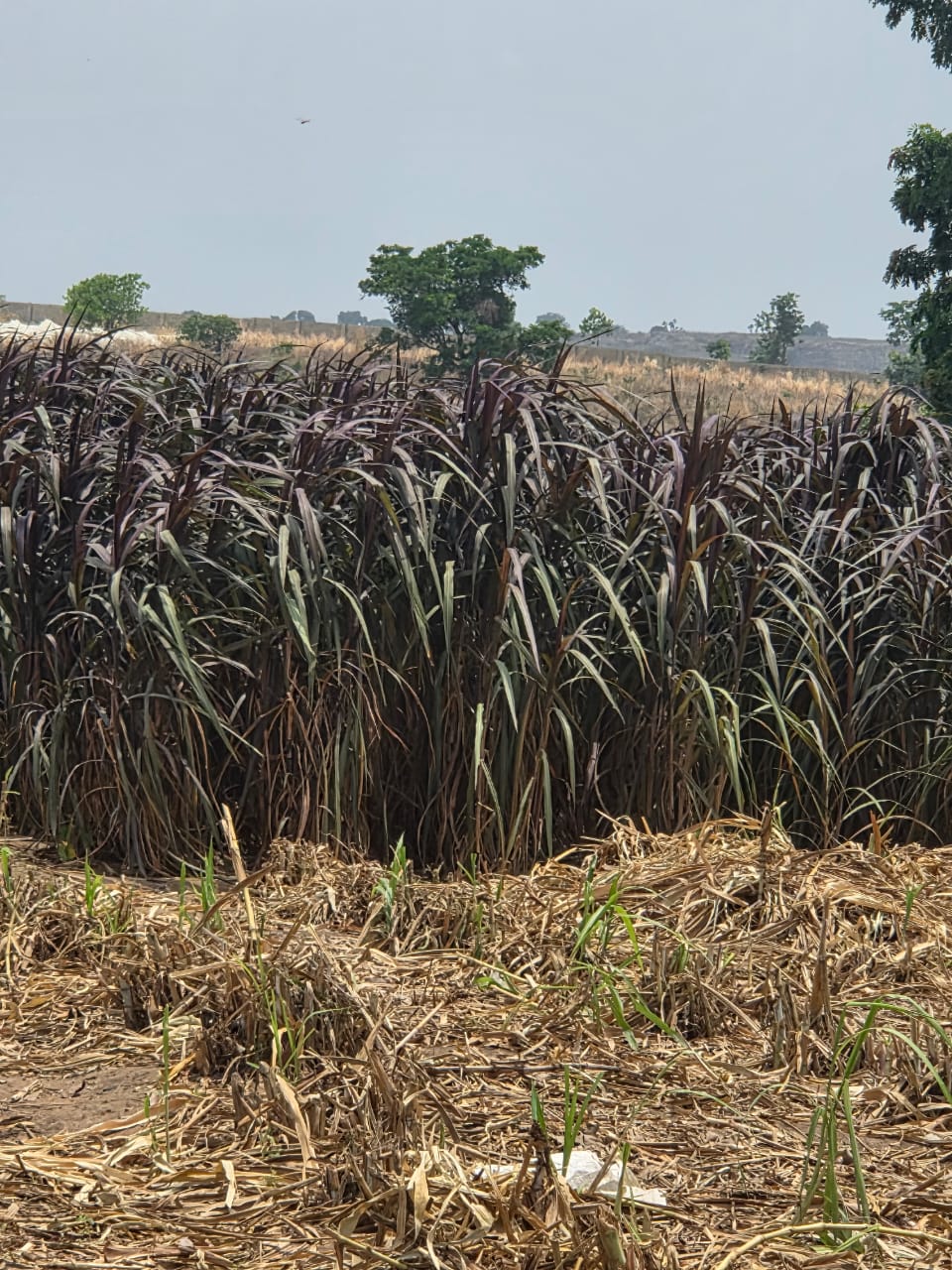 Regenerative Agriculture, Carbon Sequestration, and Livelihood Program — photo 7