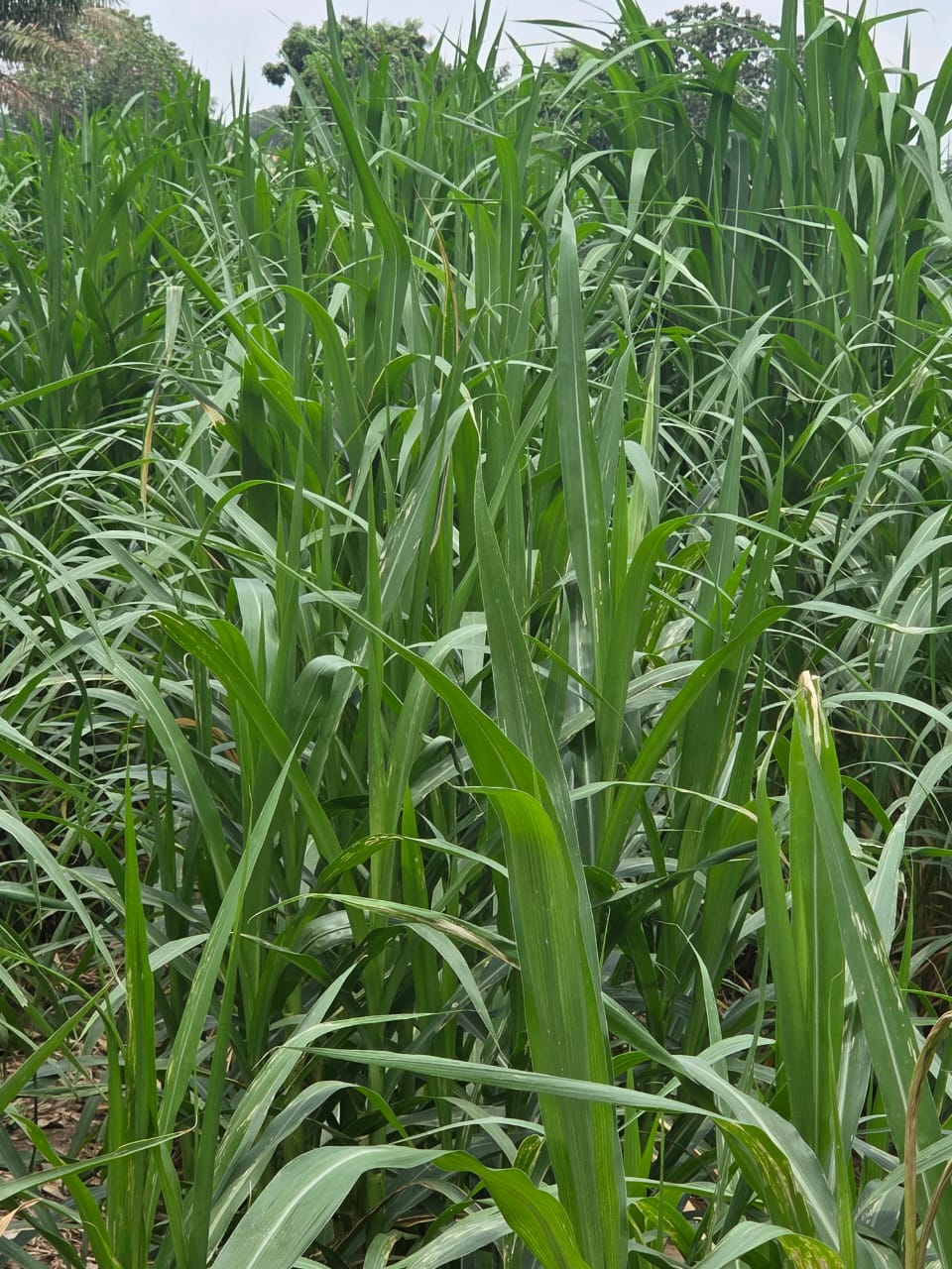 Regenerative Agriculture, Carbon Sequestration, and Livelihood Program — photo 8